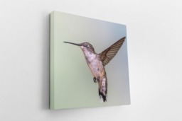 Rackhams Hummingbird Grace - Framed Print 16 x 16 inch - thumbnail 2