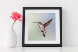 Rackhams Hummingbird Grace - Framed Print 16 x 16 inch - thumbnail 1