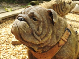 Rackhams Life Size Sitting British Bulldog Stone Garden Ornament - thumbnail 3