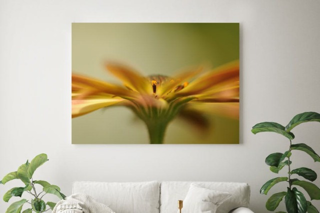 Rackhams Osteospermum - Framed Print 16 x 12 inch - image 1