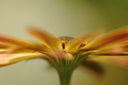 Rackhams Osteospermum - Framed Print 16 x 12 inch - thumbnail 4