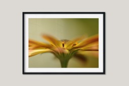 Rackhams Osteospermum - Framed Print 16 x 12 inch - thumbnail 2