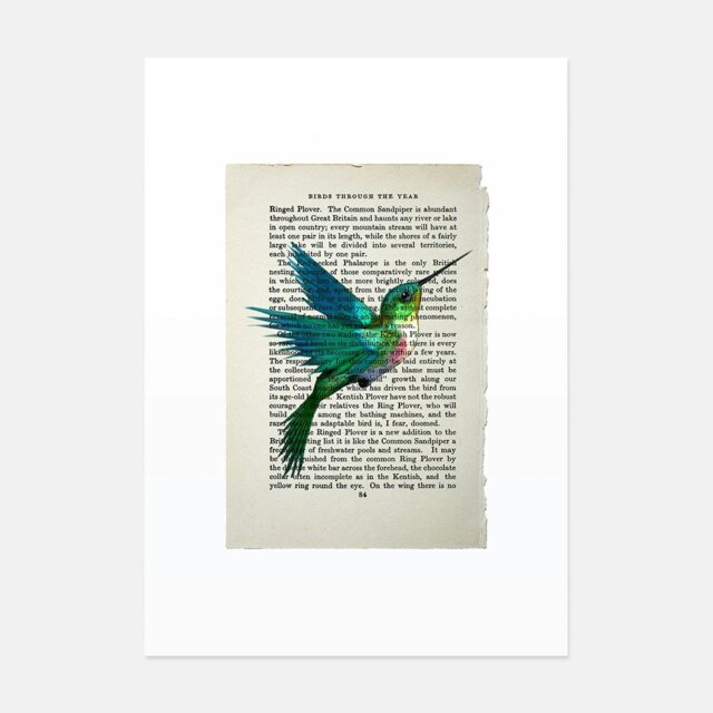 Rackhams Hummingbird vintage book page art print - No frame - image 1