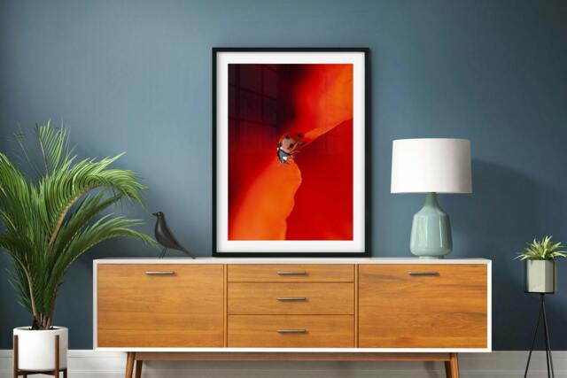 Rackhams Ladybird in Red - Framed Print 30 x 20 inch - image 1