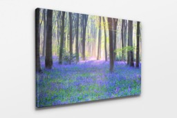 Rackhams Bluebell Landscape - Framed Print 30 x 20 inch - thumbnail 4