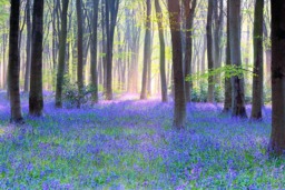 Rackhams Bluebell Landscape - Framed Print 30 x 20 inch - thumbnail 3