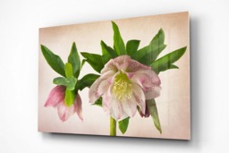 Rackhams Hellebore Double Queen - Framed Print 30 x 20 inch - thumbnail 3