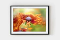 Rackhams Dancing Rudbeckia - Framed Print 30 x 20 inch - thumbnail 2