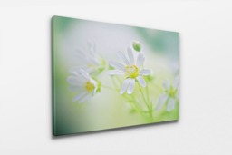 Rackhams A Wildflower Daydream - Framed Print 30 x 20 inch - thumbnail 3