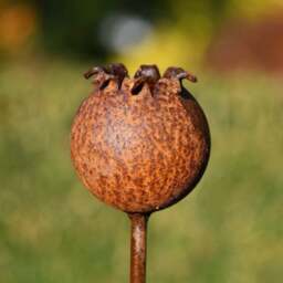 Rackhams Rusty Metal Poppy Seedhead - Metal Garden Flower Sculpture - Garden Decor - One sculpture - thumbnail 4