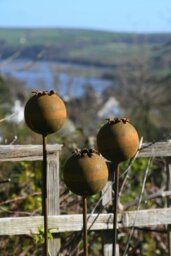 Rackhams Rusty Metal Poppy Seedhead - Metal Garden Flower Sculpture - Garden Decor - One sculpture - thumbnail 2