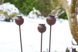 Rackhams Rusty Metal Poppy Seedhead - Metal Garden Flower Sculpture - Garden Decor - One sculpture - thumbnail 6