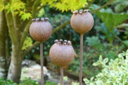 Rackhams Rusty Metal Poppy Seedhead - Metal Garden Flower Sculpture - Garden Decor - One sculpture - thumbnail 5