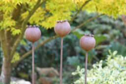 Rackhams Rusty Metal Poppy Seedhead - Metal Garden Flower Sculpture - Garden Decor - One sculpture - thumbnail 3