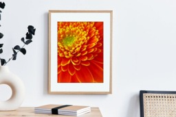 Rackhams Gerbera Delight - Framed Print 16 x 12 inch - thumbnail 1