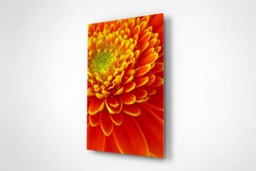 Rackhams Gerbera Delight - Framed Print 16 x 12 inch - thumbnail 3