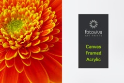 Rackhams Gerbera Delight - Framed Print 16 x 12 inch - thumbnail 4