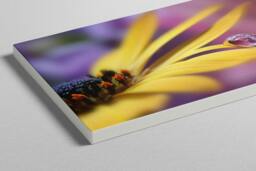Rackhams Daisy Dew - Framed Print 30 x 20 inch - thumbnail 3