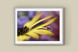 Rackhams Daisy Dew - Framed Print 30 x 20 inch - thumbnail 2