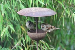 Rackhams Rusty Bird Feeder Stake - Medium - 15cm - thumbnail 5