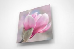 Rackhams Pink Magnolia - Framed Print 16 x 16 inch - thumbnail 2
