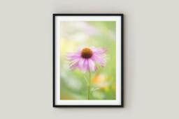 Rackhams Coneflower - Framed Print 16 x 12 inch - thumbnail 2