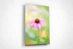 Rackhams Coneflower - Framed Print 16 x 12 inch - thumbnail 3