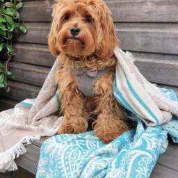 Rackhams Dolce Paisley Cotton Throw Blanket - Teal and Beige on Natural - thumbnail 3