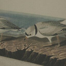 Rackhams Flora & Fauna Collection Plovers Beaded Linen Framed Wall Art - Brown/White/Blue - Brown/White/Blue - 45cm x 2cm x 62cm - Brown/White/Blue - thumbnail 3