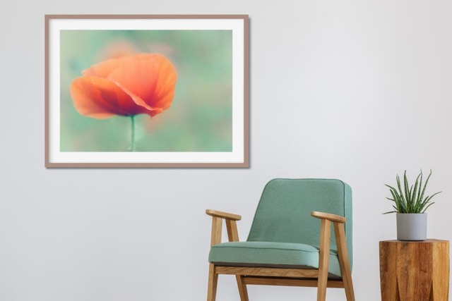 Rackhams Poppy - Framed Print 30 x 20 inch - image 1
