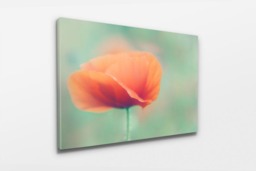 Rackhams Poppy - Framed Print 30 x 20 inch - thumbnail 3