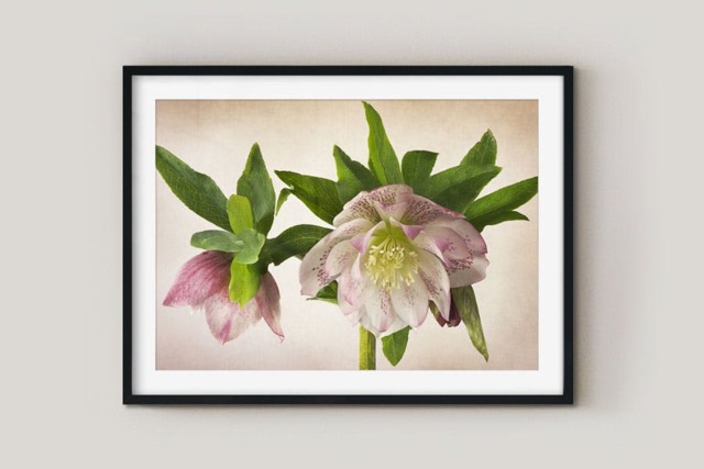 Rackhams Hellebore Double Queen - Framed Print 16 x 12 inch - image 1