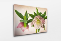Rackhams Hellebore Double Queen - Framed Print 16 x 12 inch - thumbnail 2