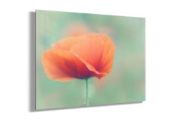 Rackhams Poppy - Framed Print 16 x 12 inch - thumbnail 2