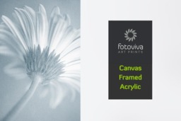 Rackhams Soft Petal - Framed Print 30 x 20 inch - thumbnail 3
