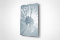 Rackhams Soft Petal - Framed Print 30 x 20 inch - thumbnail 4