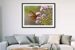 Rackhams Butterfly Beauty - Framed Print 16 x 12 inch - thumbnail 2