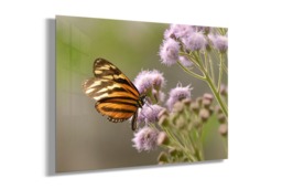 Rackhams Butterfly Beauty - Framed Print 16 x 12 inch - thumbnail 3
