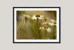 Rackhams Soft Shades of Summer - Framed Print 16 x 12 inch - thumbnail 2