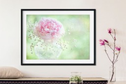Rackhams Soft on Peonies - Framed Print 20 x 16 inch - thumbnail 1