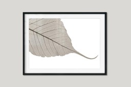 Rackhams Skeleton Leaf - Framed Print 16 x 12 inch - thumbnail 1
