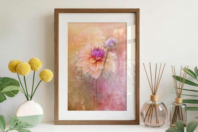 Rackhams Dahlia in Soft Light - Framed Print 30 x 20 inch - image 1