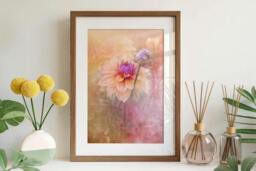 Rackhams Dahlia in Soft Light - Framed Print 30 x 20 inch - thumbnail 1