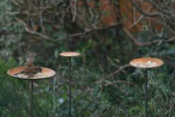Rackhams Bird Feeder Platform - Small - thumbnail 2