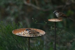 Rackhams Bird Feeder Platform - Small - thumbnail 5