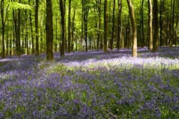 Rackhams I Dream of Bluebells - Framed Print 20 x 16 inch - thumbnail 4