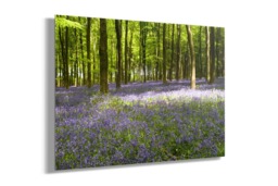 Rackhams I Dream of Bluebells - Framed Print 20 x 16 inch - thumbnail 2