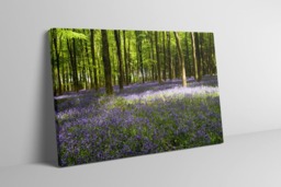 Rackhams I Dream of Bluebells - Framed Print 20 x 16 inch - thumbnail 3