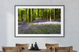 Rackhams I Dream of Bluebells - Framed Print 20 x 16 inch - thumbnail 1
