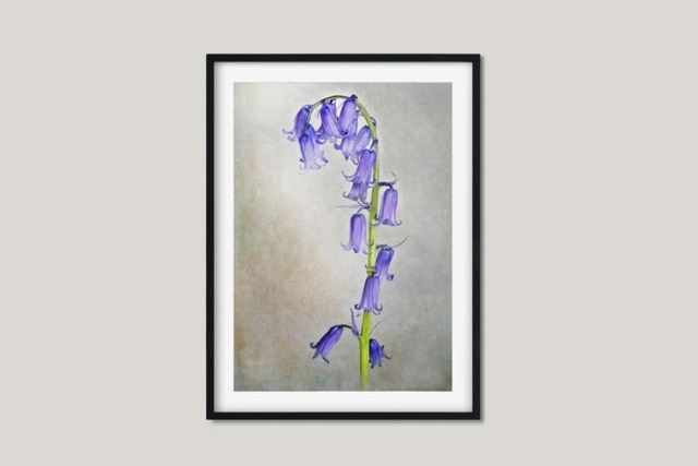 Rackhams English Bluebell - Framed Print 20 x 16 inch - image 1